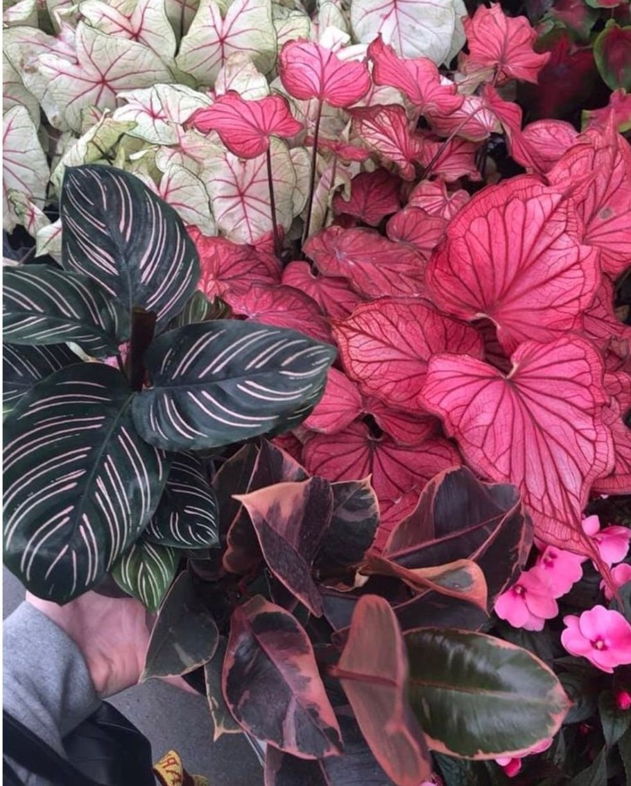 Каладиум биколор