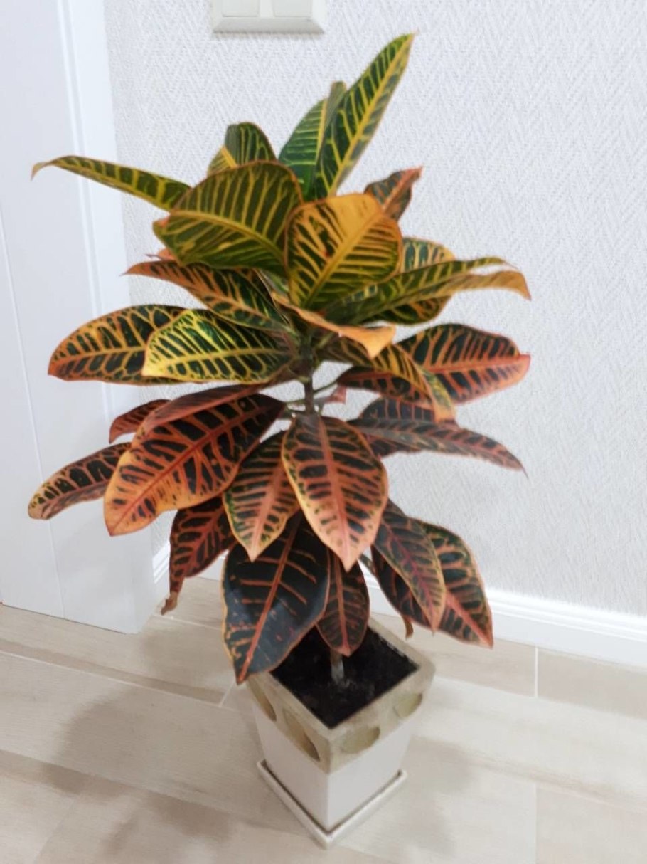 Каладиум микс