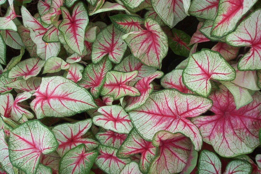 Каладиум Сельма