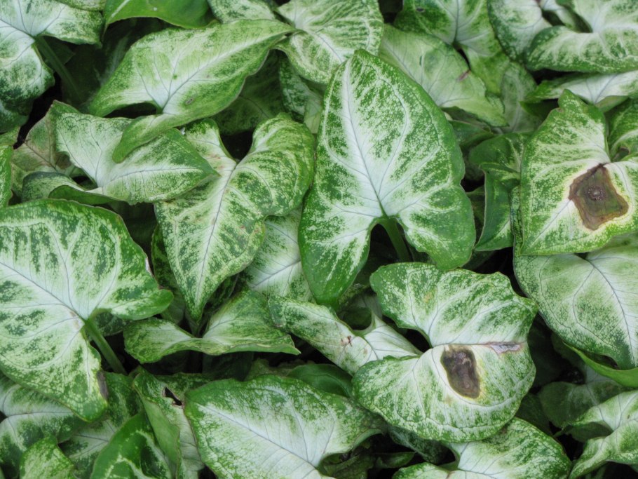 Каладиум Tapestry