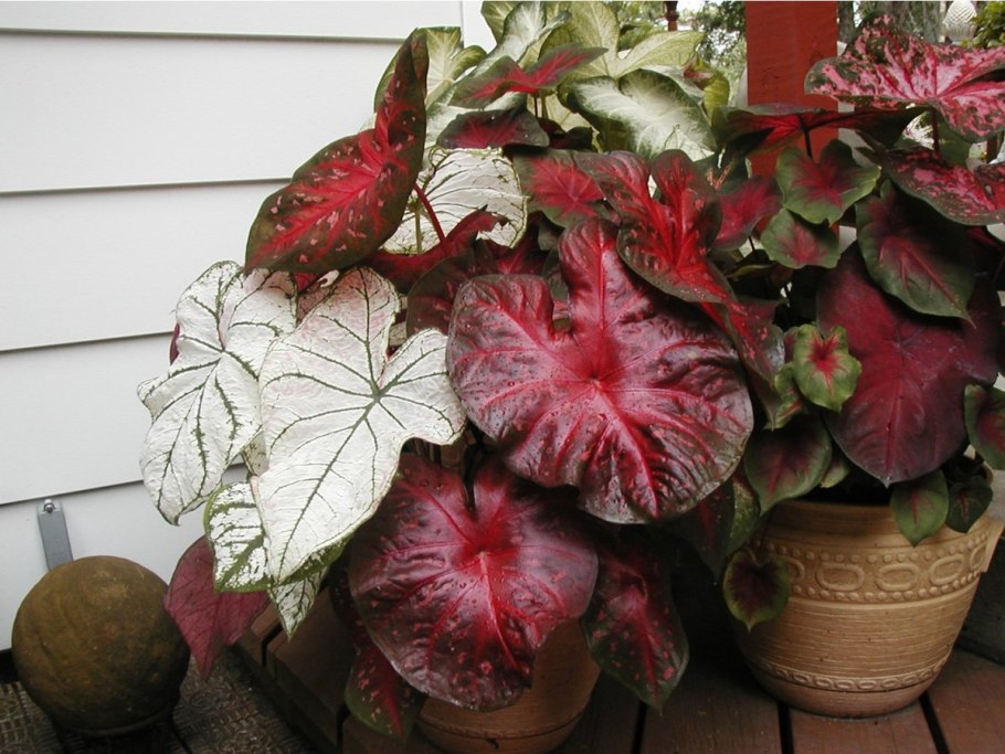 Каладиум Pink Symphony