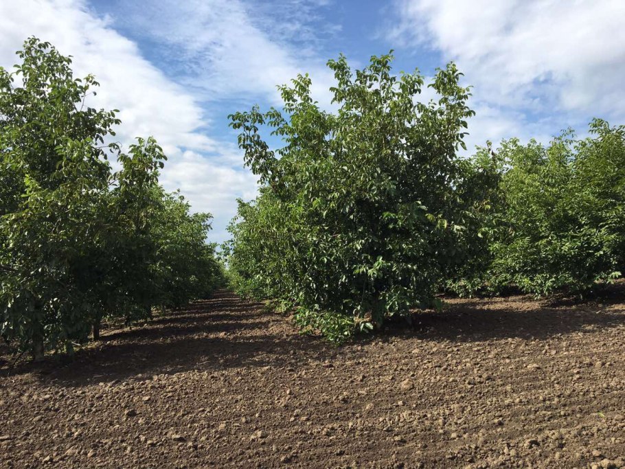 Росток фундука