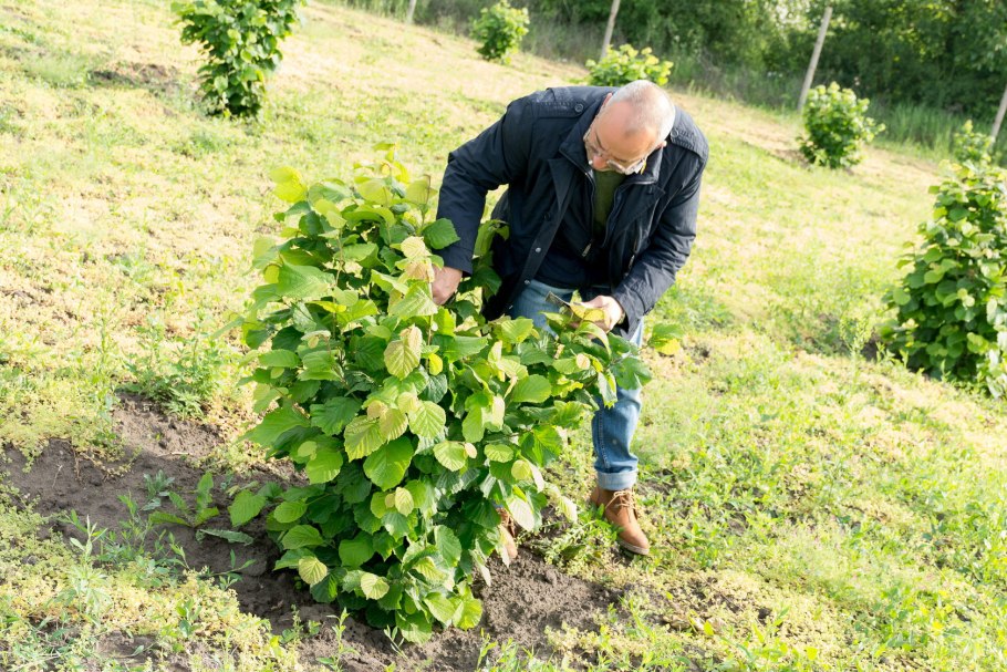 Лещина поросль