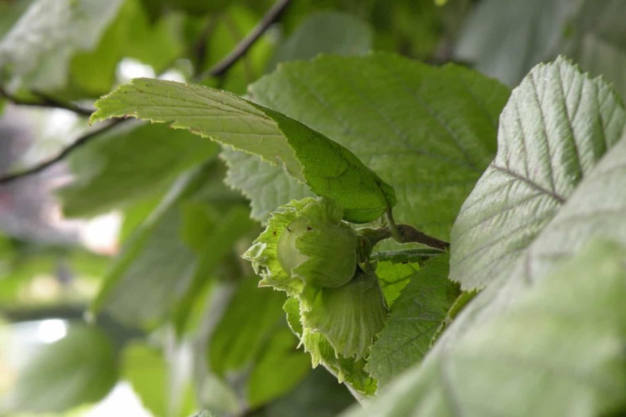 Лесной орех на даче