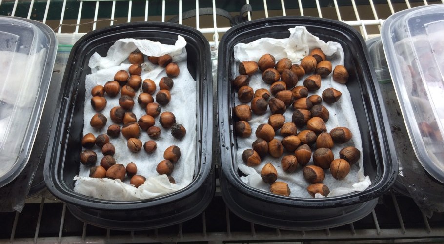 Лещина золотистая