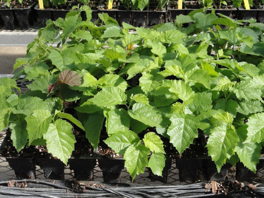 Плантации лесного ореха Турция