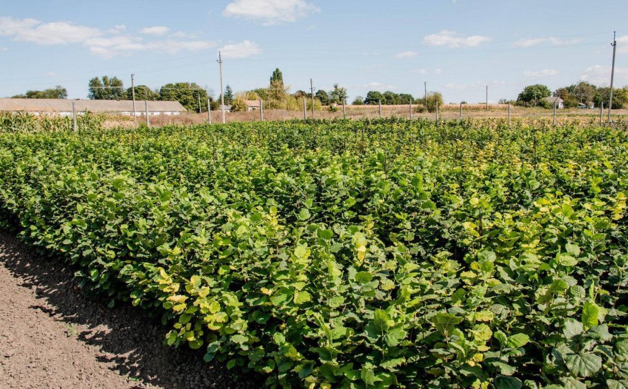 Фундук и Лесной орех дерево