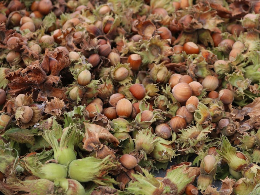 Росток фундука