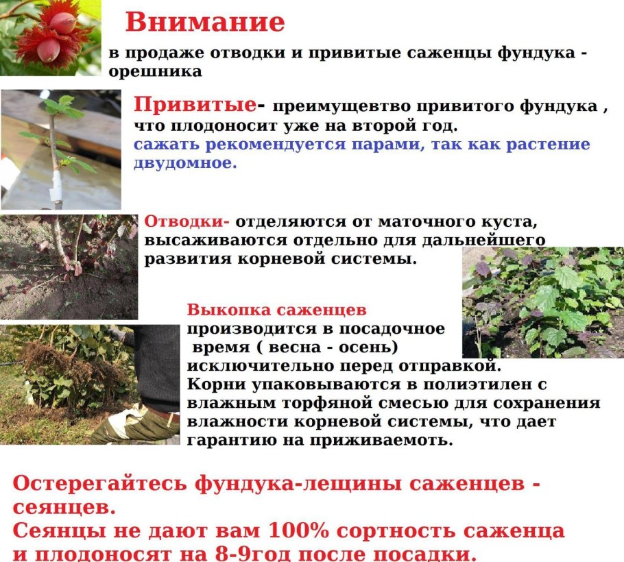 Как правильно посадить орешник