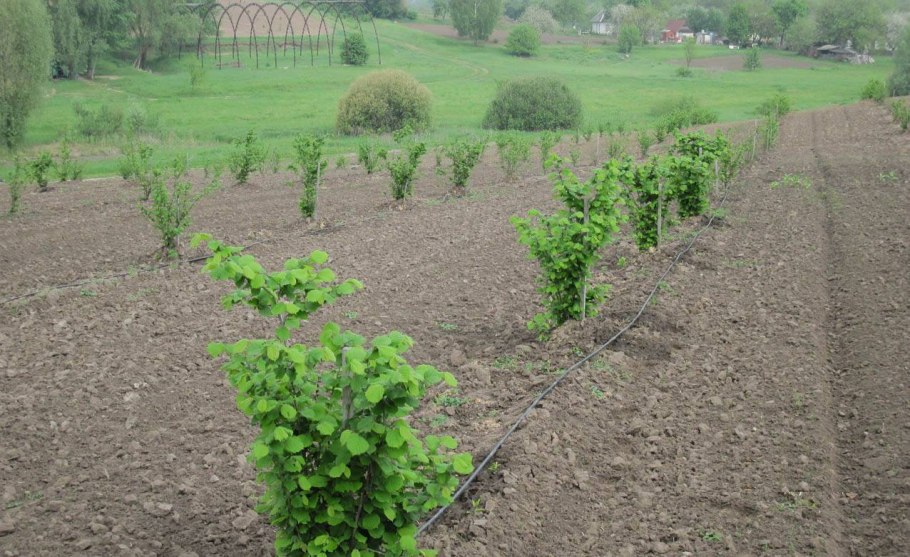 Плантации лещины обыкновенной