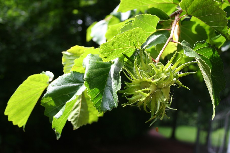 Лесной орех лещина