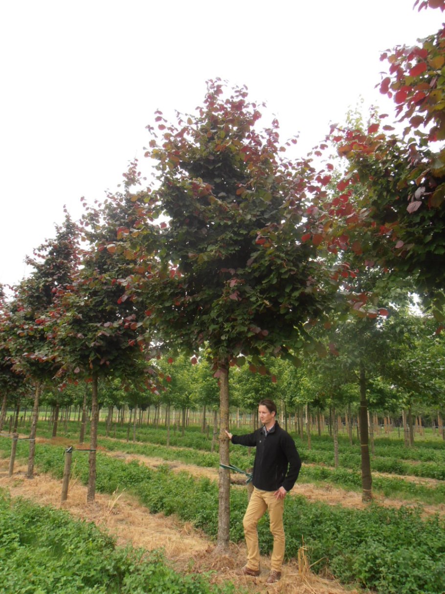 Расположение лещины на даче