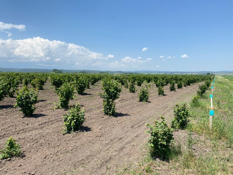 Фундук Алании