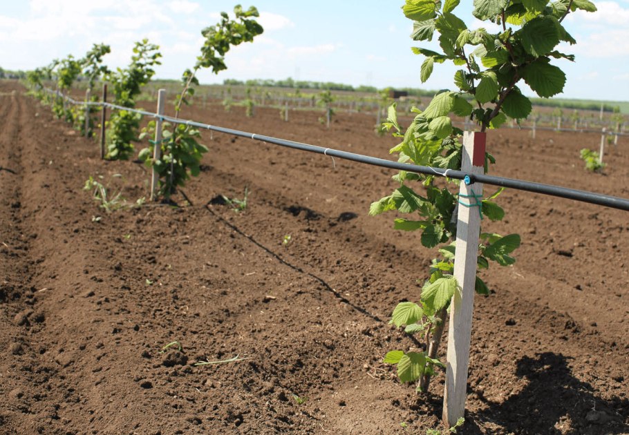 Размножение лещины отводками