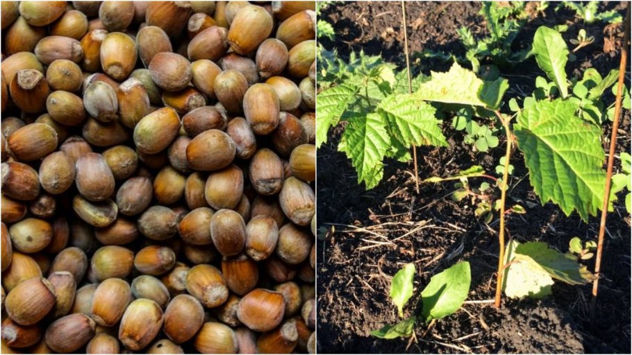 Как растут орехи Лощина этапы