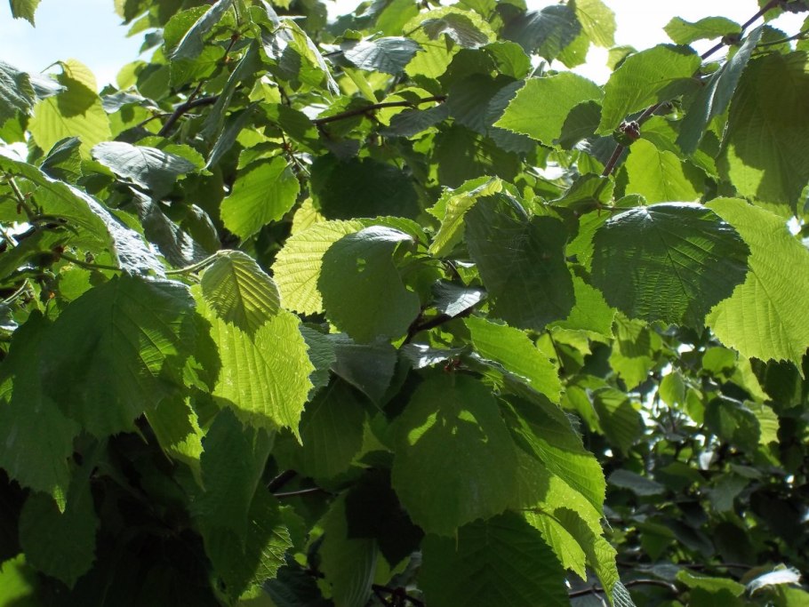 Плантация фундука