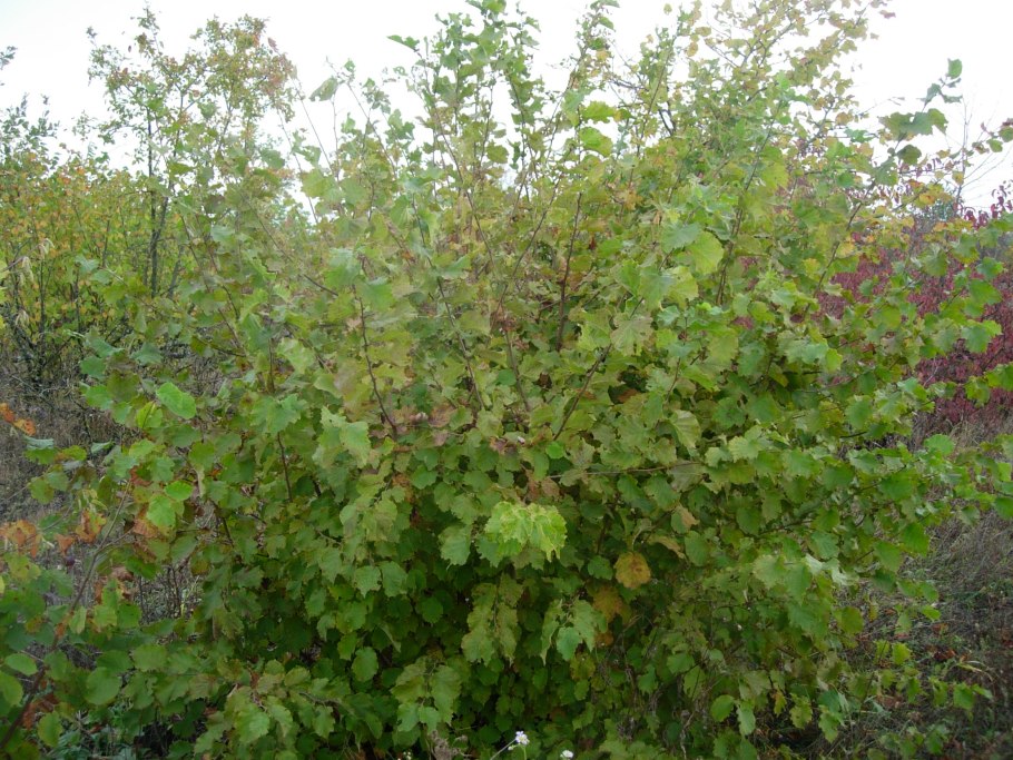 Лесной орех лещина