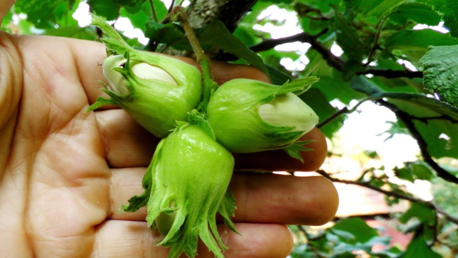 Лещина обыкновенная purpurea