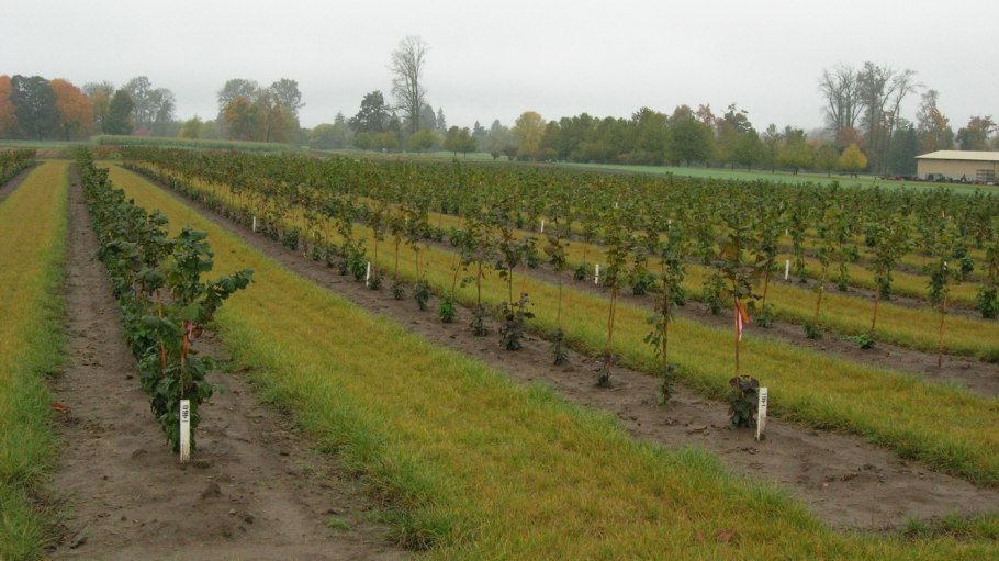 Йошта размножение отводками