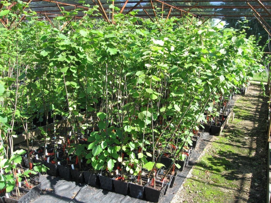 Проращивание лещины