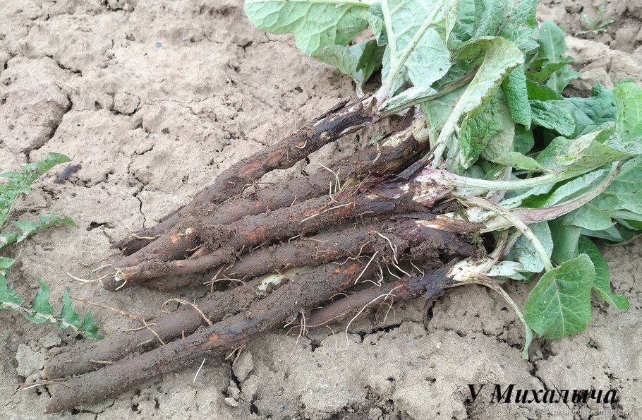 Сбор корни лопуха