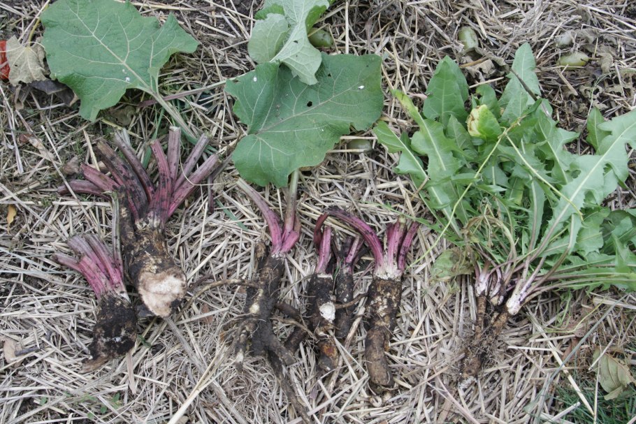 Корень лопуха на белом