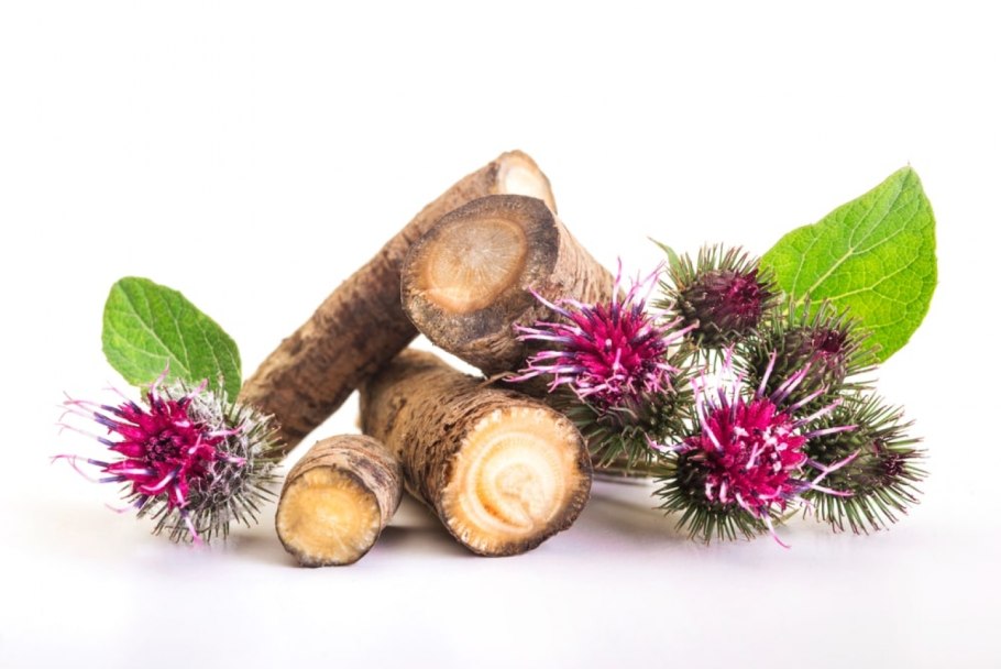 Лопух корень