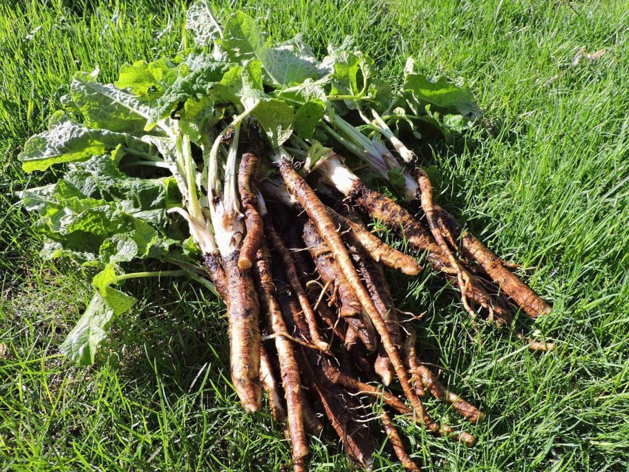 Корень лопуха Бурдок