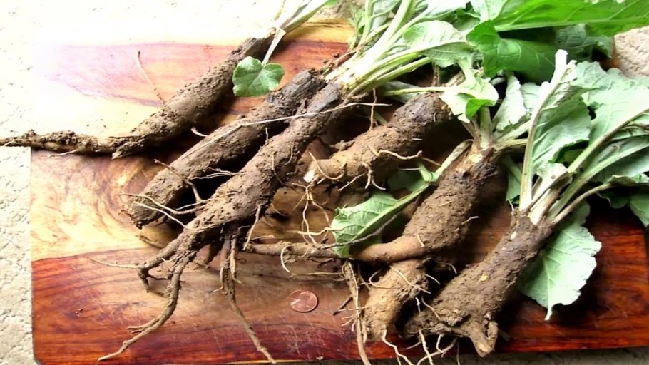 Burdock root, корень лопуха