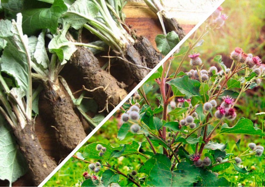 Лопух большой корень