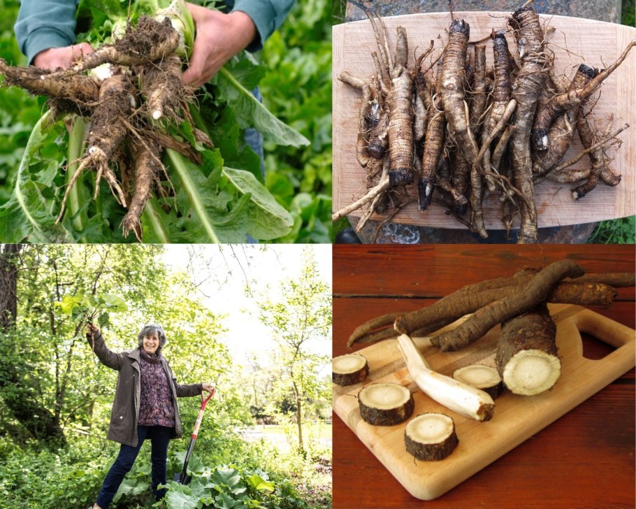 Корень лопуха сушеный