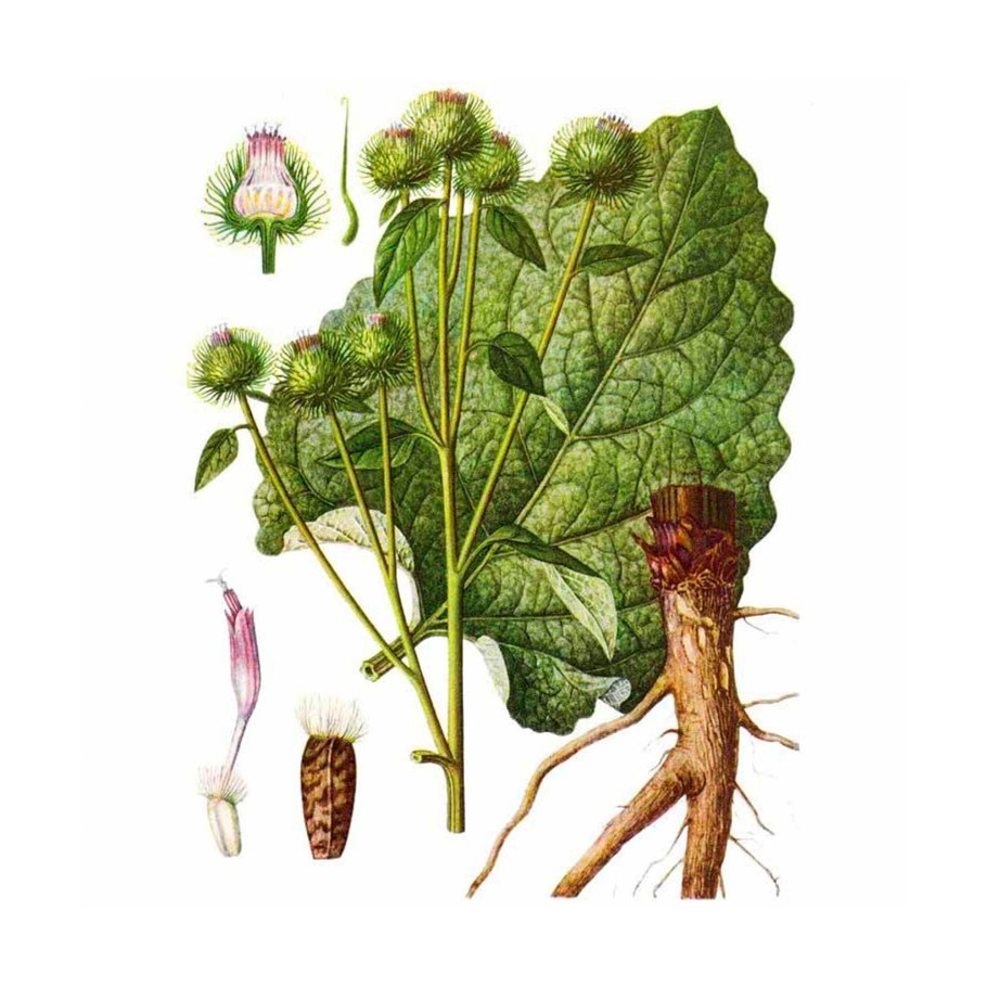 Лопуха корень 50г