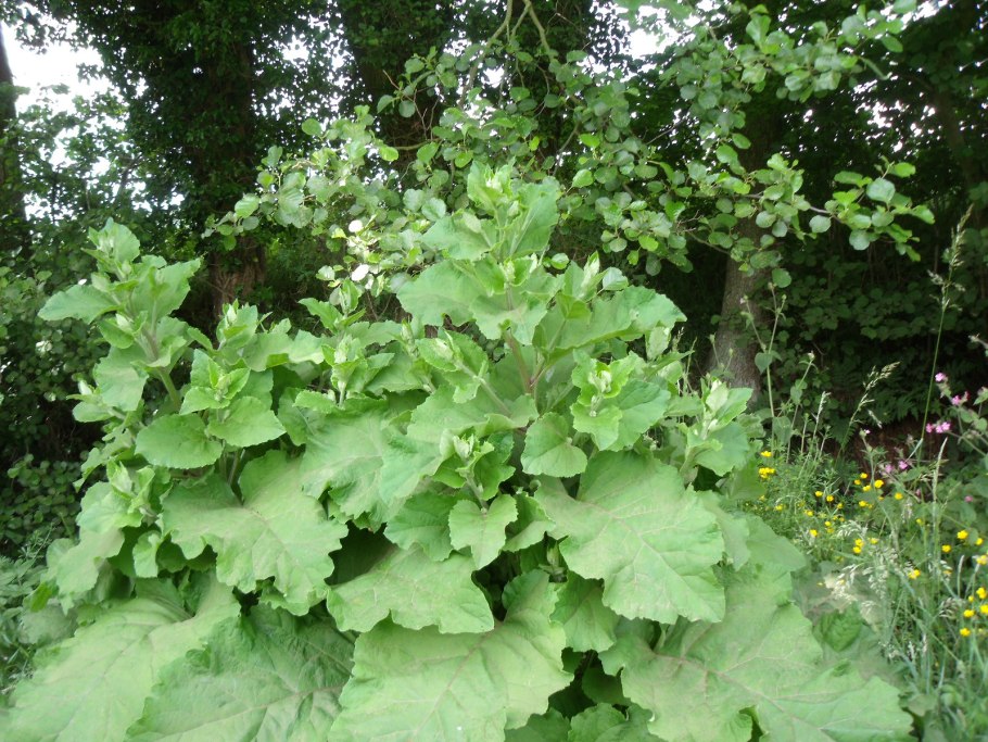 Корень лопуха Алфит