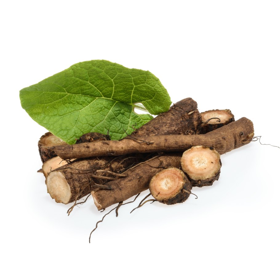 Arctium Lappa корень