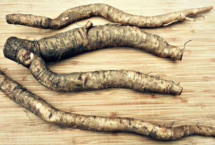 Лопух большой на белом фоне