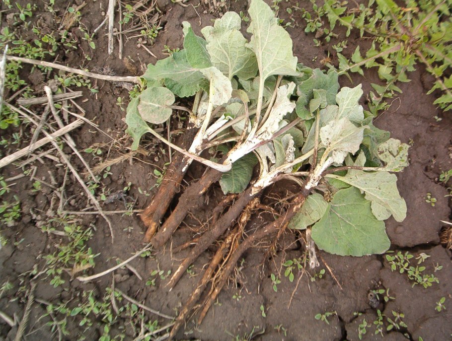 Лопуха корни, пачка 50г