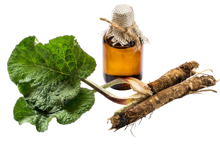 Настойка корень лопуха