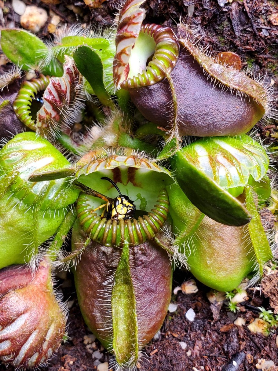 Цефалот растение