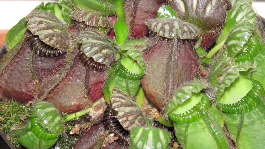 Bbc растения