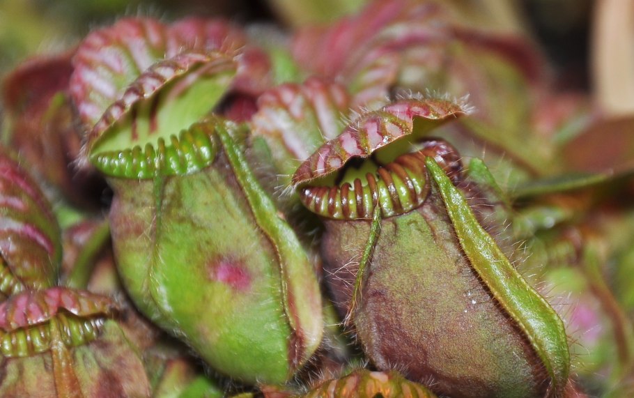 Cephalotus follicularis