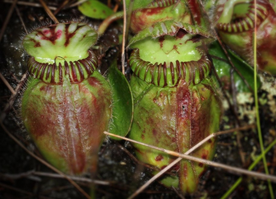 Cephalotus follicularis найти фото