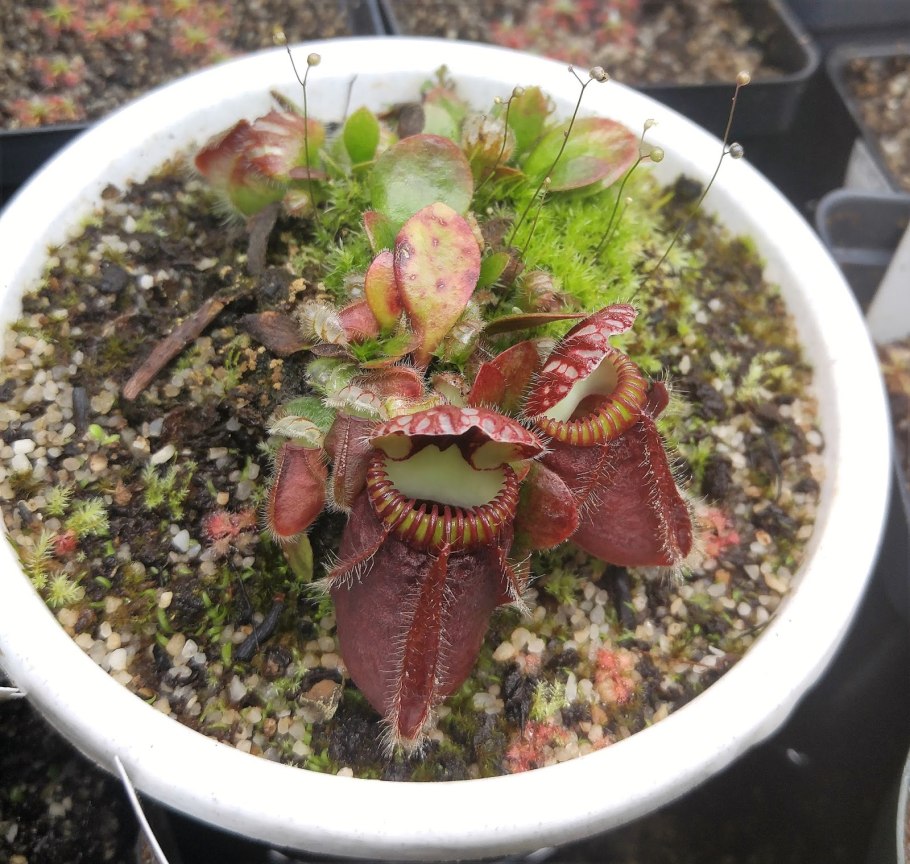 Цефалотус растение хищник