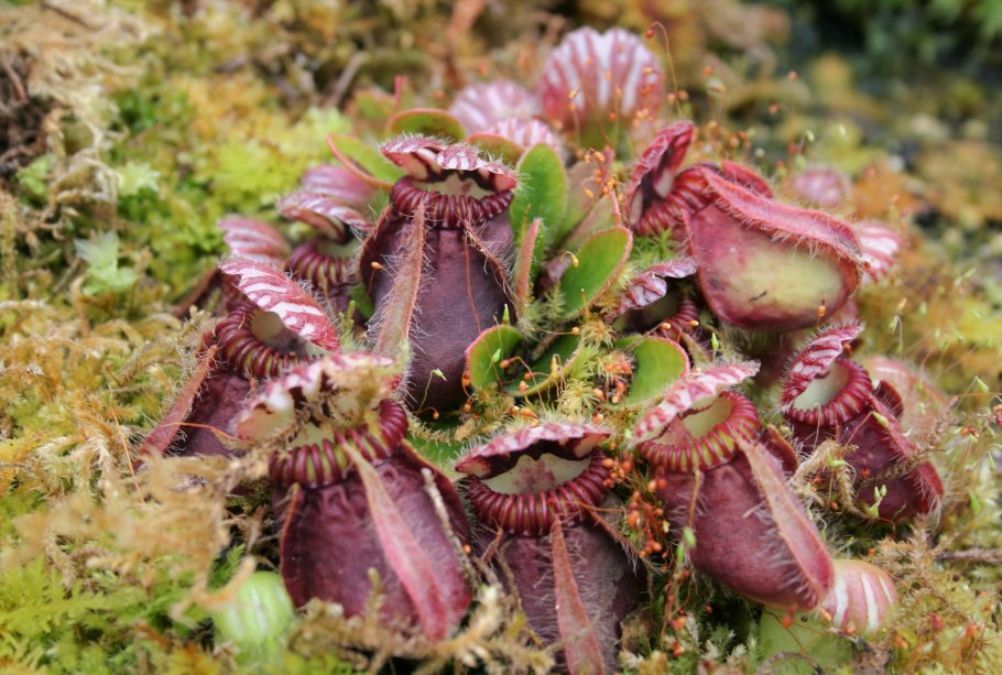 Цефалотус растение хищник