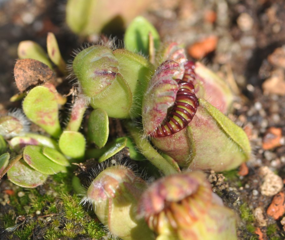 Cephalotus follicularis