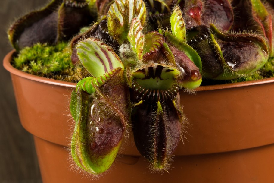 Cephalotus follicularis