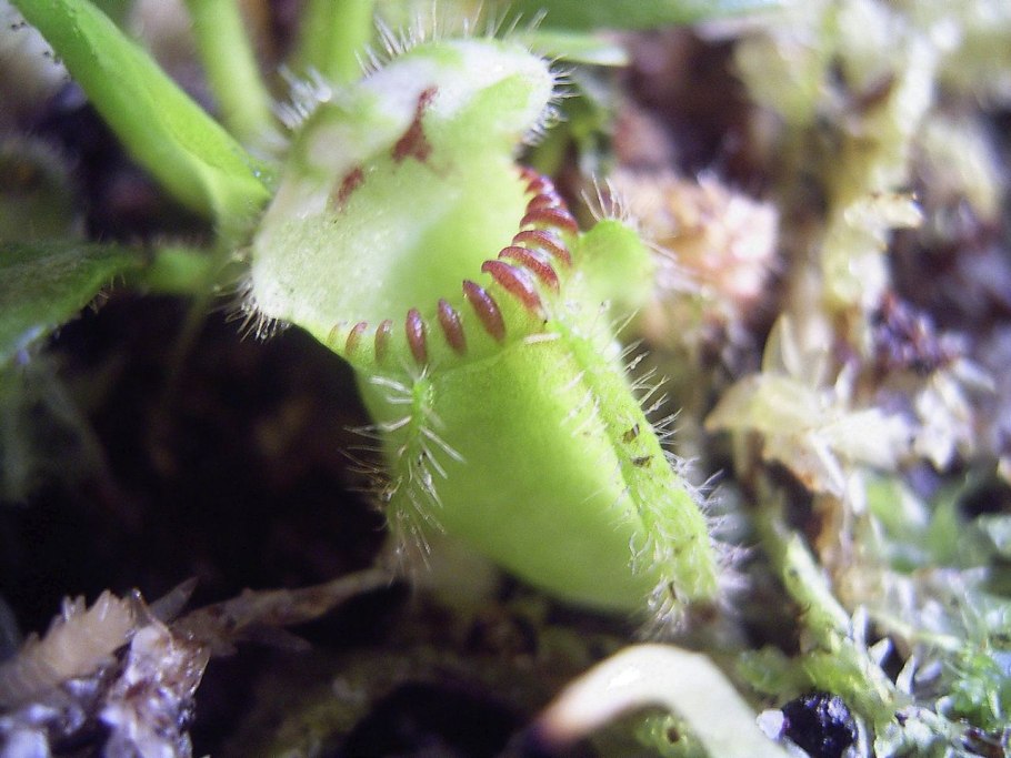 Цефалотус растение хищник