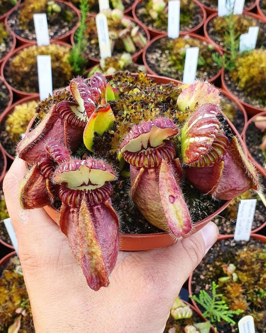 Цефалотус мешочковидный