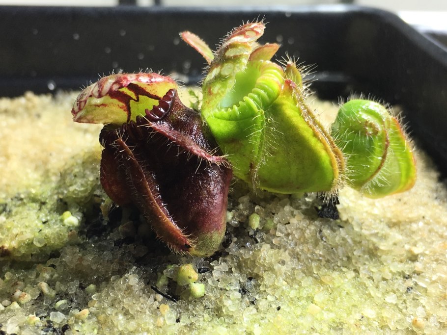 Cephalotus follicularis 8/8 - цефалот