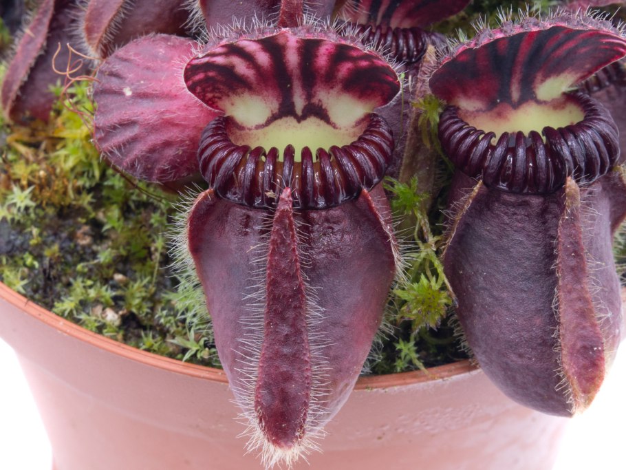 Cephalotus follicularis