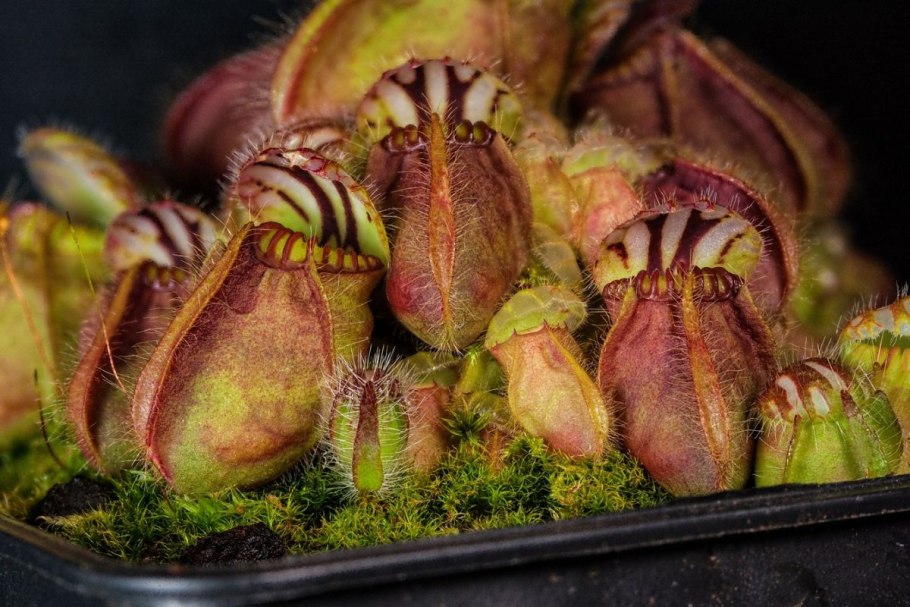 Австралийский цефалотус